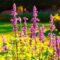 ICAR- Indian Council of Agriculture Research