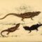 B.sc Zoology
